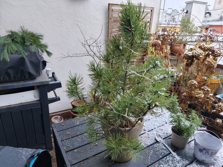 Foto van een plant met de Oppo Find X9.