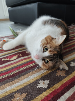 Opnemen met de hoofdcamera