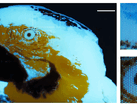Een kleine, veelkleurige, fluorescerende afbeelding van een ara van 250 × 350 pixels, vervaardigd door middel van fotolithografie.