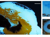 Een kleine, veelkleurige, fluorescerende afbeelding van een ara van 250 × 350 pixels, vervaardigd door middel van fotolithografie.