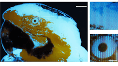 Een kleine, veelkleurige, fluorescerende afbeelding van een ara van 250 × 350 pixels, vervaardigd door middel van fotolithografie.