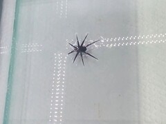 HydroBuckler in actie (Beeldbron: de onderzoekers)