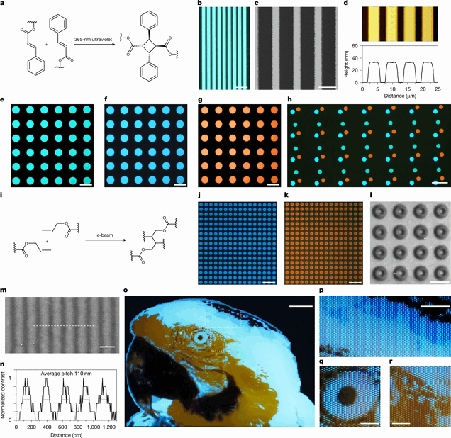 Het onderzoeksteam maakte gebruik van UV-fotolithografie om lichtuitzendende polymeren te structureren tot microscopische structuren, waaronder de hieronder afgebeelde testafbeelding van een ara.