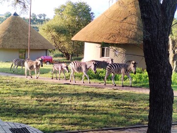 Zebra's lopen causaal door het verblijfsgebied (Afbeelding bron: Darryl Linington - Notebookcheck)