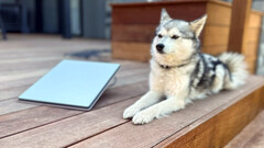 Starlink Mini naast een mini husky (afbeelding: Michael Nicolls/X)