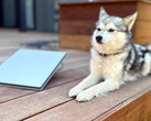 Starlink Mini naast een mini husky (afbeelding: Michael Nicolls/X)