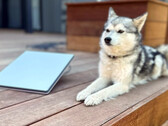 Starlink Mini naast een mini husky (afbeelding: Michael Nicolls/X)
