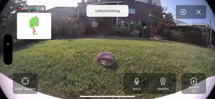 Dummy egel in live video