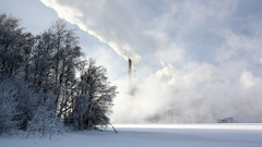 Zouden batterijen ooit uit bomen kunnen komen? (Bron: Wikimedia Commons)