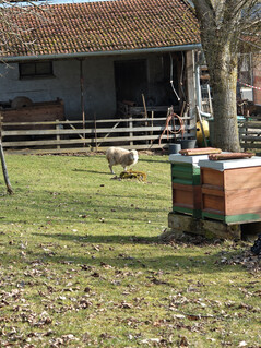 Hoofdcamera (6x zoom)