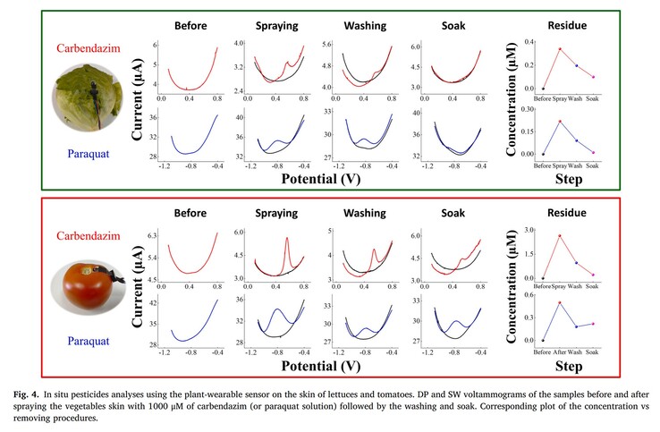 De sensor detecteert nauwkeurig zeer lage niveaus van twee veelgebruikte pesticiden op sla en tomaten tijdens besmetting en ontsmetting. (Bron: Artikel in Biomaterials Advances van S.C. Teixeira et al.)