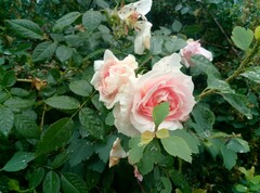 Foto met hoofdcamera