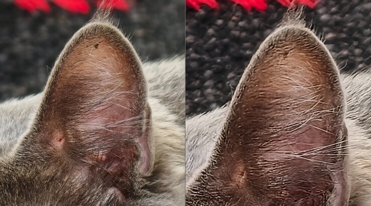 De vergelijking is duidelijk. Links: Met teleconverter op 400 mm. Rechts: Zonder teleconverter