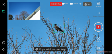 Het scherm van de app voor het automatisch vastleggen van vogels (Afbeelding bron: Marc Zander / Notebookcheck)