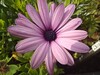 Macro
