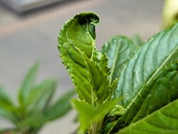 Macro-opname met de hoofdcamera