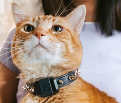 Met de Fi Mini tracker kunnen baasjes de conditie en locaties van hun huisdieren volgen. (Afbeeldingsbron: Fi)