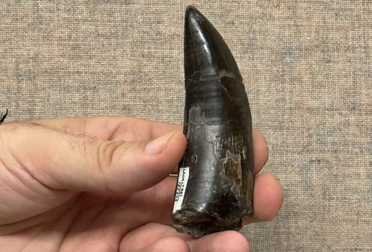 Een van de T. rex-tanden die door de onderzoekers zijn gebruikt