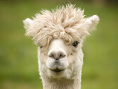 Lijkt op een lama, zoals ALPACA lijkt op de LLAMA (Lyman-alpha meetapparaat). (Afbeelding: pixabay/wagrati_photo)