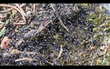 Mieren bij 6x zoom