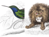 Illustraties van wilde dieren