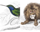 Illustraties van wilde dieren