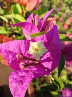 Macro-opname met groothoeklens