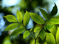 De natuur als model gebruiken om meer energie uit licht te halen. (Afbeelding: pixabay/MabelAmber)
