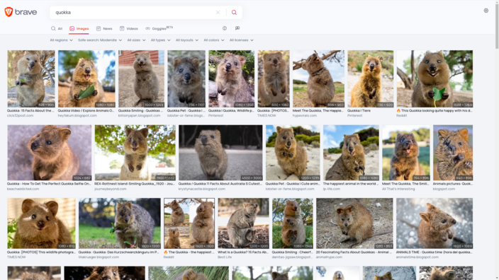 Afbeelding zoeken naar "Quokka" met Brave