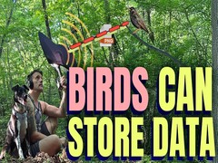 Vogels kunnen gegevens opslaan (bron: Benn Jordan YouTube-kanaal)