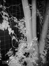 Nachtzichtcamera. Wanneer gewone camera's inleveren, kan dit helpen (Afbeeldingsbron: Sergey Tarasov - Notebookcheck)