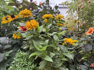 Foto gemaakt met de Samsung Galaxy A06