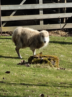 Hoofdcamera (20x zoom)