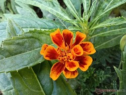 Macro-opname hoofdcamera