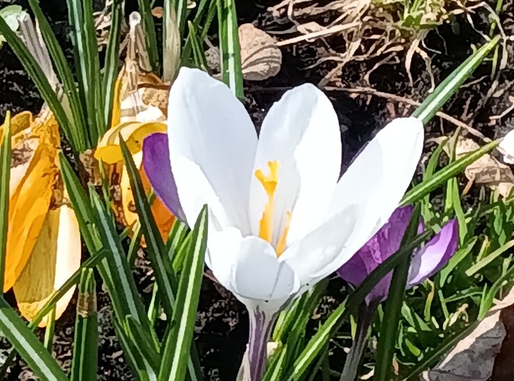 Lenovo Tab K11 Gen 2: Hoofdcamera met 8x zoom