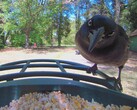 Een Grackle van dichtbij
