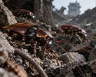 Echte cyborg-insecten kunnen wellicht een belangrijke rol spelen bij toekomstige zoek- en reddingsmissies.
