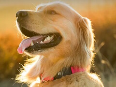 Met de Fi Series 3+ fitnesshalsband kunnen hondeneigenaars de locatie en gezondheid van hun huisdier volgen. (Afbeeldingsbron: Fi)