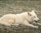 Op 1 oktober 2024 zagen de eerste direwolves in meer dan 10.000 jaar het levenslicht in Texas. (Beeldbron: YouTube / Colossal Biosciences)