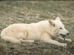 Op 1 oktober 2024 zagen de eerste direwolves in meer dan 10.000 jaar het levenslicht in Texas. (Beeldbron: YouTube / Colossal Biosciences)