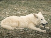 Op 1 oktober 2024 zagen de eerste direwolves in meer dan 10.000 jaar het levenslicht in Texas. (Beeldbron: YouTube / Colossal Biosciences)