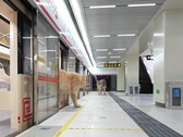 Een kat stapt uit de trein (bron: Xing's World via YouTube; screenshot)