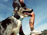 De Fi Ultra wordt aan de halsband van de hond bevestigd.