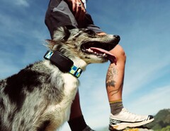De Fi Ultra wordt aan de halsband van de hond bevestigd.