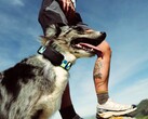 De Fi Ultra wordt aan de halsband van de hond bevestigd.