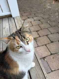 Foto gemaakt met de hoofdcamera