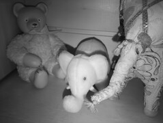 Nachtzicht geschoten opgezette dieren