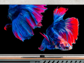 De MEDION LIFE OLED smart TV ondersteunt Dolby Vision en Dolby Atmos. (Afbeelding bron: MEDION)