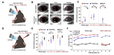Testen van het tellurium netvliesimplantaat laten zien dat de pupillen van blinde muizen weer reageren op blootstelling aan zichtbaar en infrarood licht. (Afbeeldingsbron: Science. DOI: 10.1126/science.adu2987)
