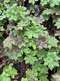 Een beeld van de hoofdcamera